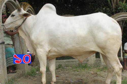 Cow No MD10
