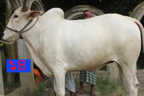 Cow No MD14