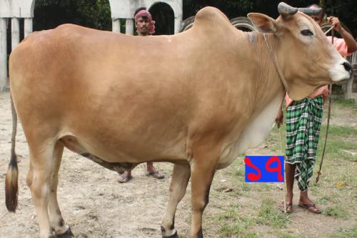 Cow No MD17