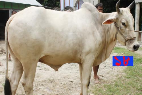 Cow No MD18