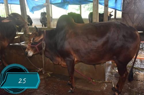 Cow No JD25