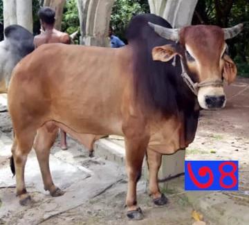 Cow No MD34
