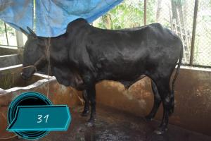 Cow NoJD31