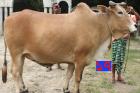 Cow No MD17