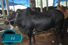 Cow No JD22