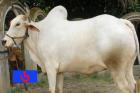 Cow No MD6