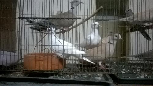 White Dove Bird Price in Bangladesh