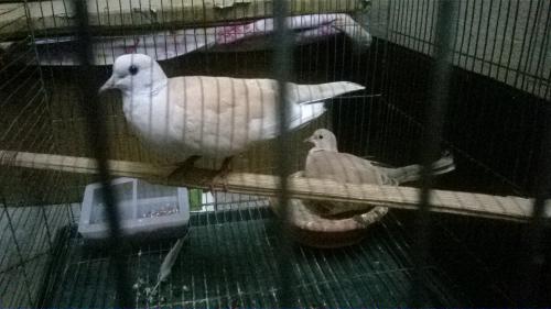 White Dove Bird Price in Bangladesh