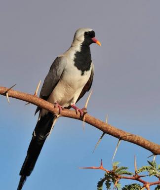 Namaqua Cape Dove