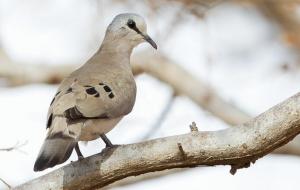 Black-Billed Wood Dove