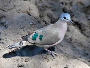 Emerald Spotted Wood Doves