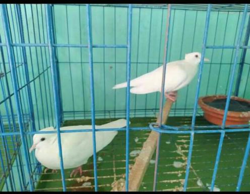 Tuital White Dove Price in Bangladesh - অষ্ট্রেলিয়ান চুইটাল ঘুঁঘু পাখি