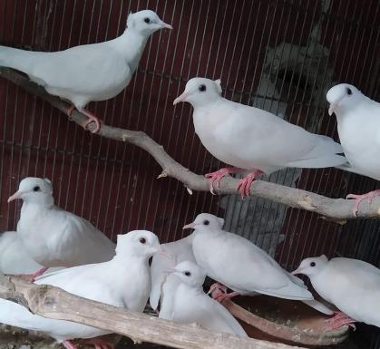 Tuital White Dove Bird - মাথায় ঝুঁটি সহ সাদা ঘুঁঘু পাখি