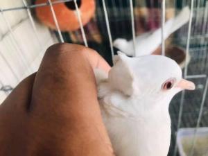 ঝুঁটি সহ সাদা ঘুঁঘু পাখি - Australian Tuital White Dove