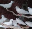 Tuital White Dove Bird - মাথায় ঝুঁটি সহ সাদা ঘুঁঘু পা�